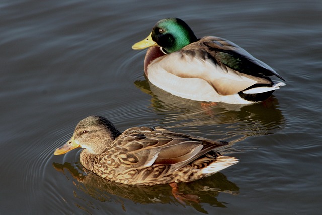 De mest almindelige krydsordsfælder – og hvordan du undgår dem