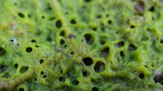 Sandheder og myter om algerens – hvad virker egentlig?