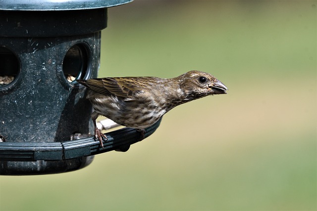 Fuglebad fra Trixie: Gør haven til et tilflugtssted for fuglelivet